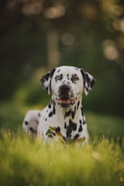 black and white dalmatian dog on green grass field during daytime
