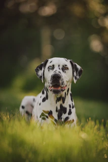 black and white dalmatian dog on green grass field during daytime