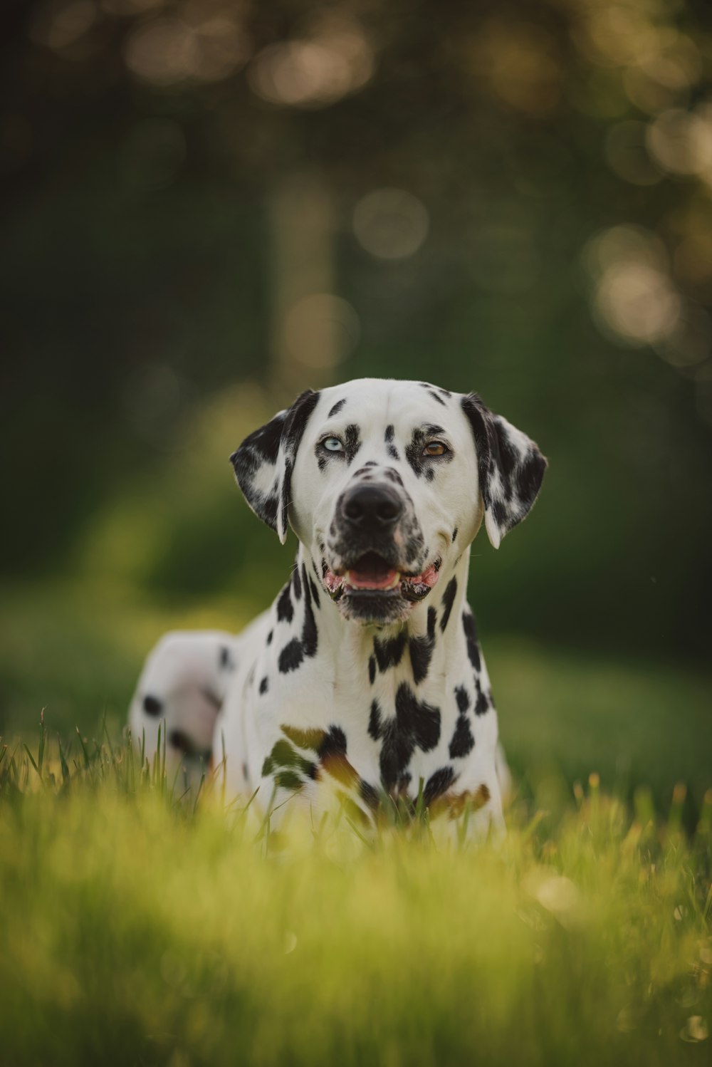 chien dalmatien noir et blanc sur le champ d’herbe verte pendant la journée