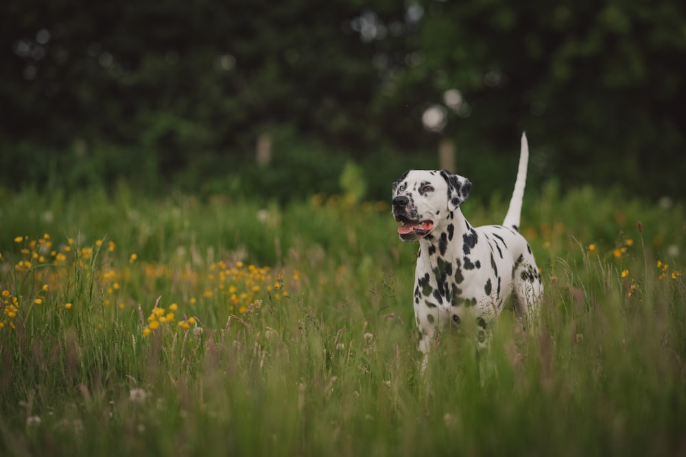 dalmatian dog on green grass field during daytime