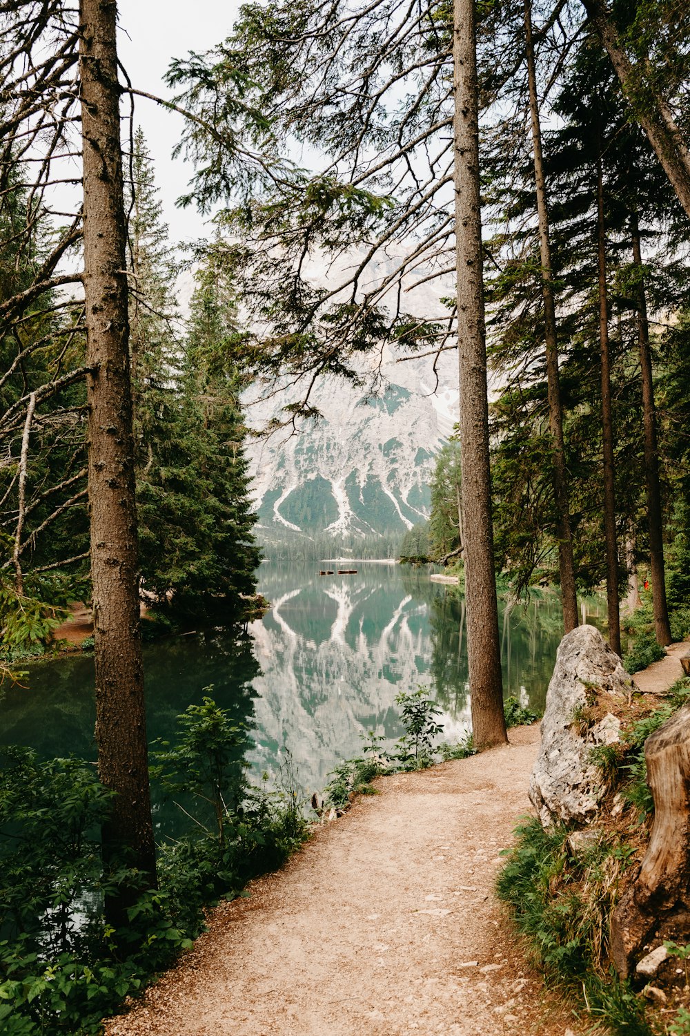 green trees near lake during daytime