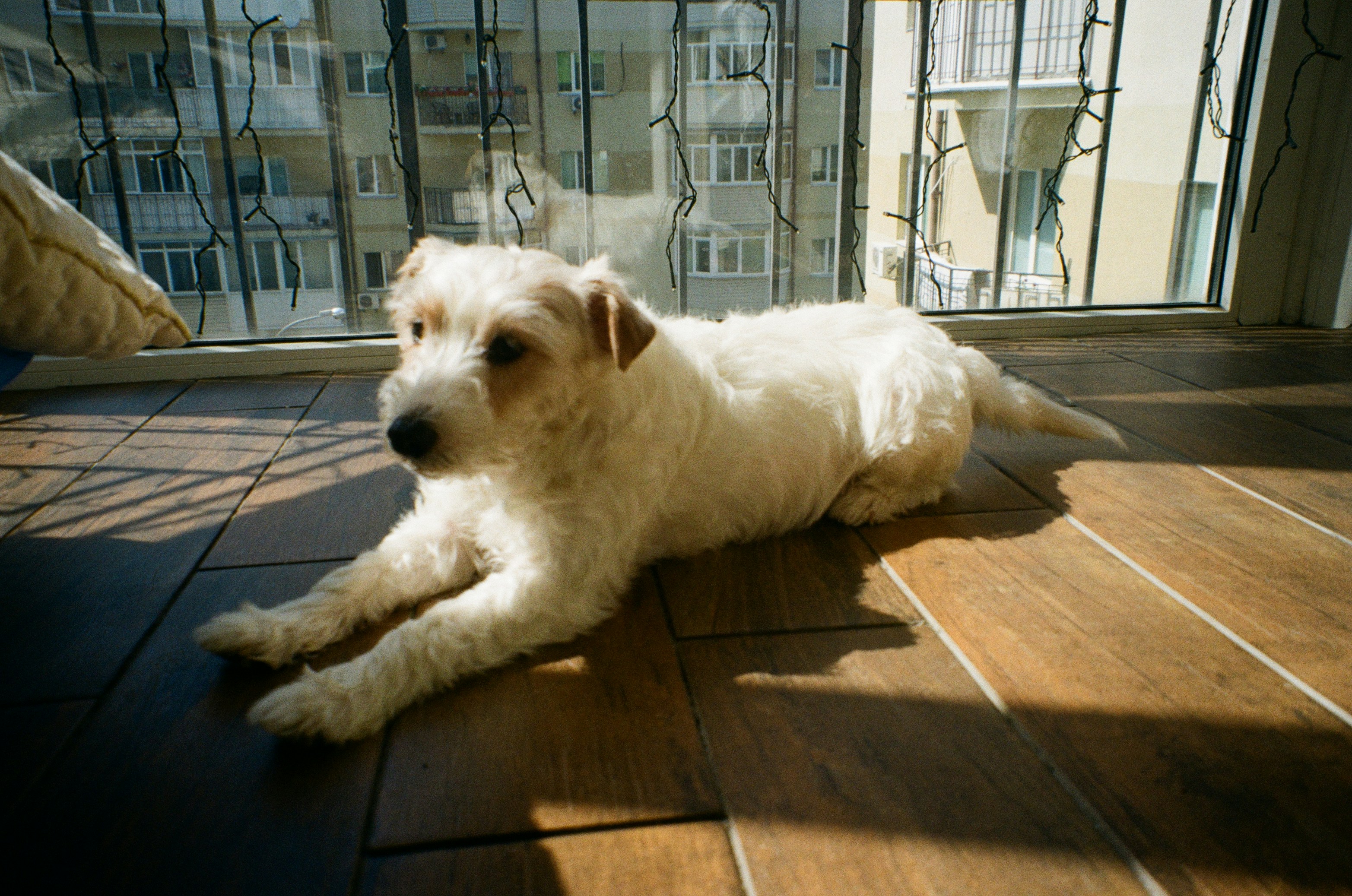 Small white dog lying on a timber floor by a window