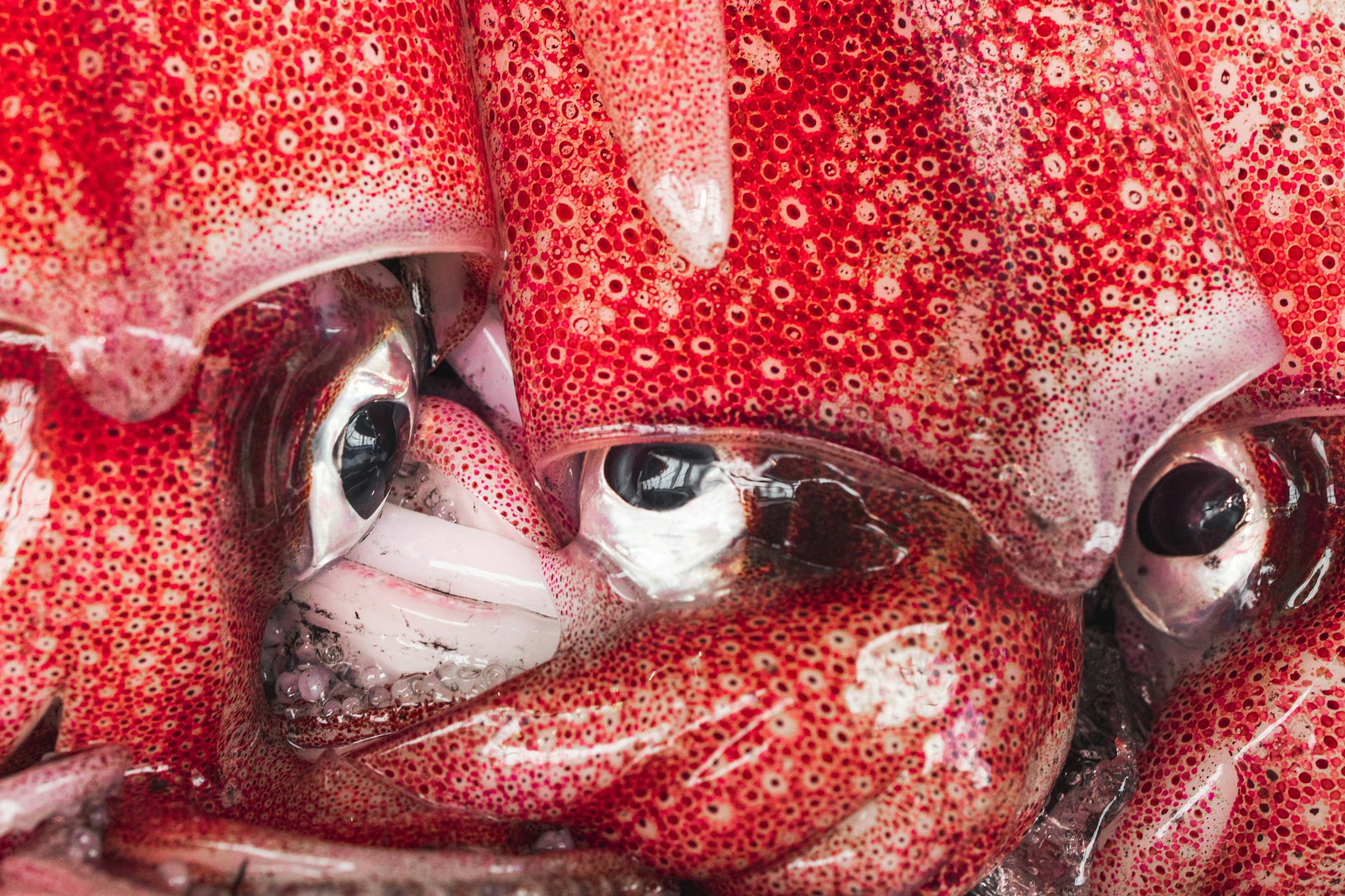 a close-up of the reddish-orange, mottled heads of several squid, with their eyes visible
