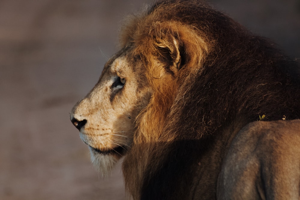 brown lion lying on ground during daytime