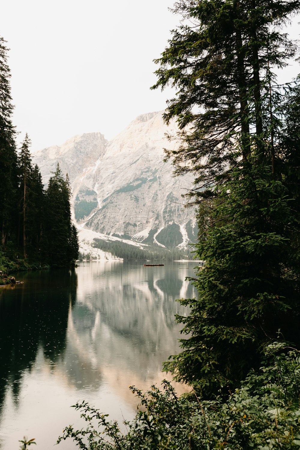 green trees near lake during daytime