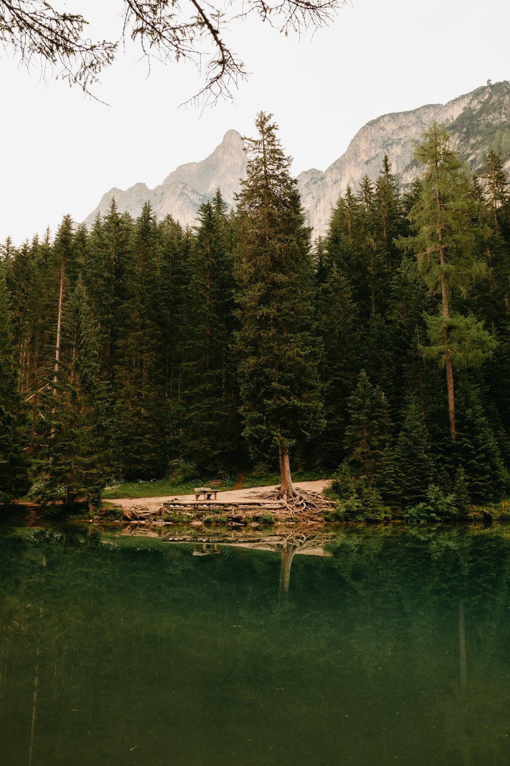 green trees near lake during daytime