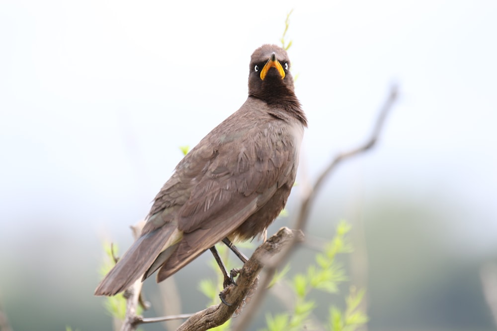 gray and black bird on tree branch