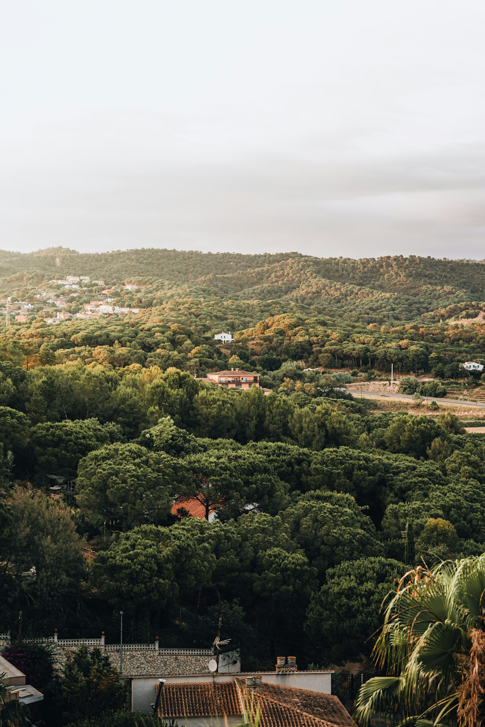 green trees on mountain during daytime