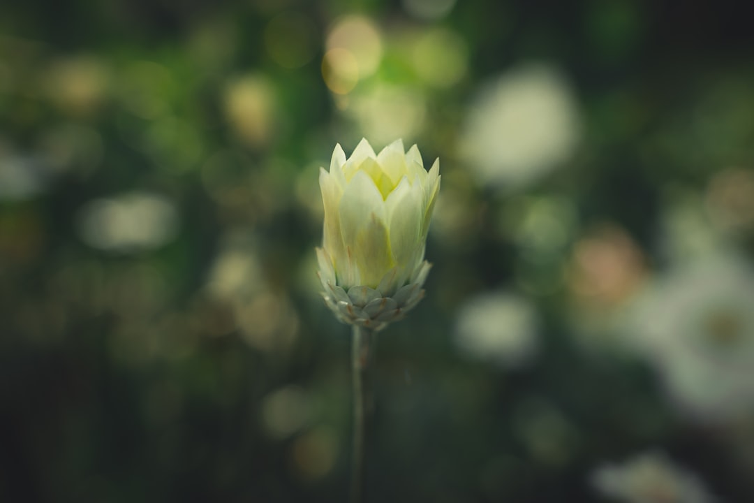 yellow flower bud in tilt shift lens