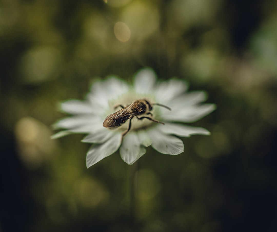 bee on white flower in tilt shift lens