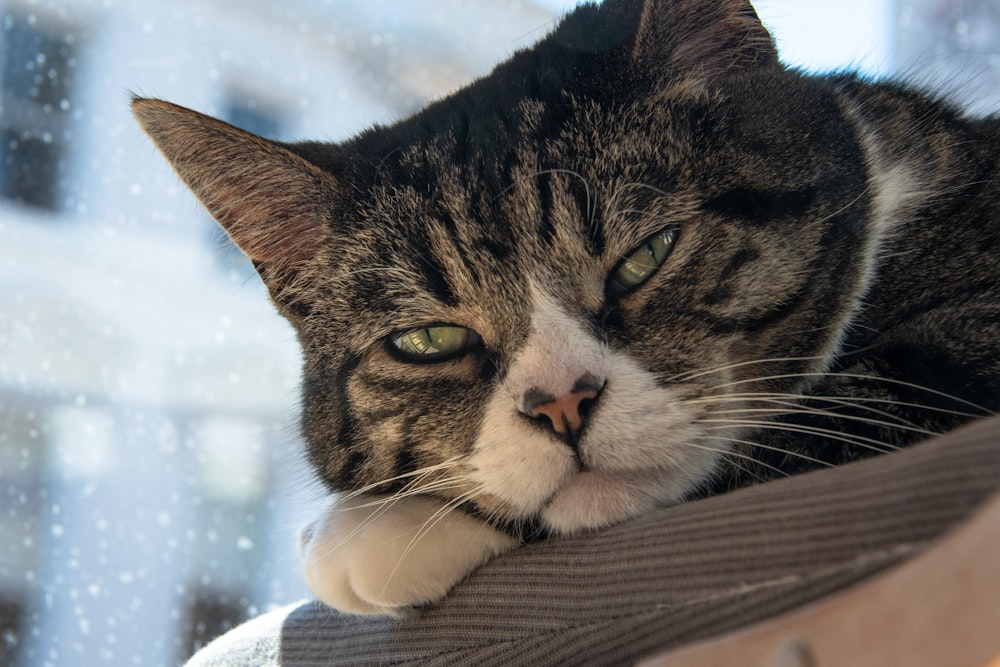 brown tabby cat on white textile