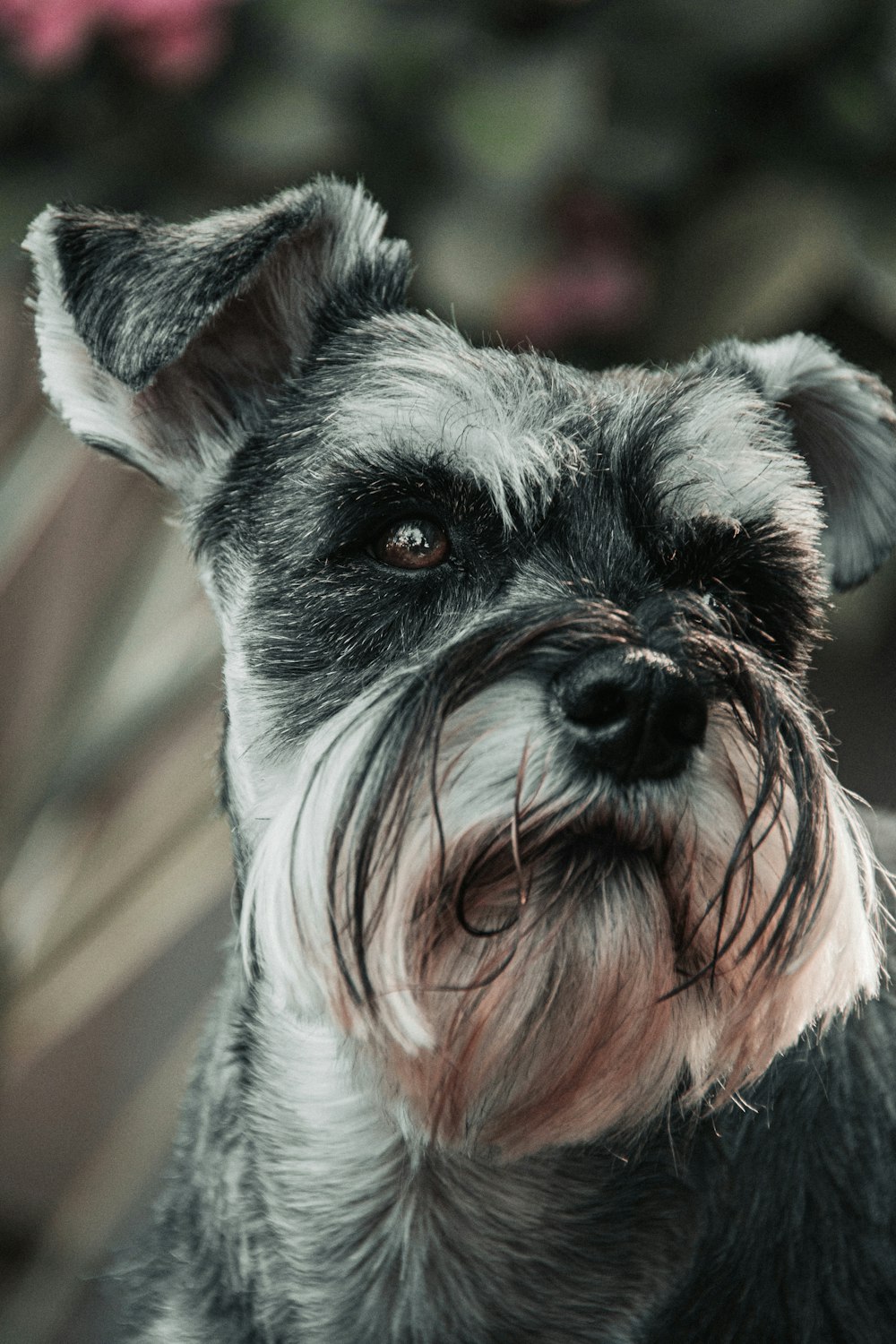 Foto Cachorro schnauzer miniatura blanco y negro – Imagen Animal gratis en  Unsplash