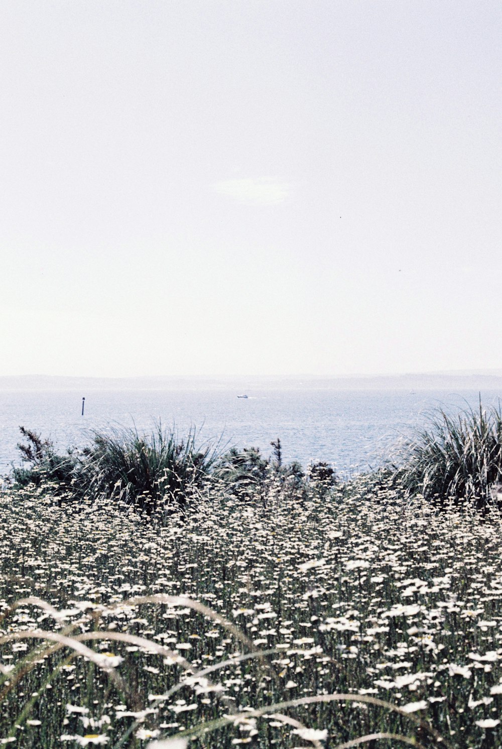 green plants on gray sand near body of water during daytime