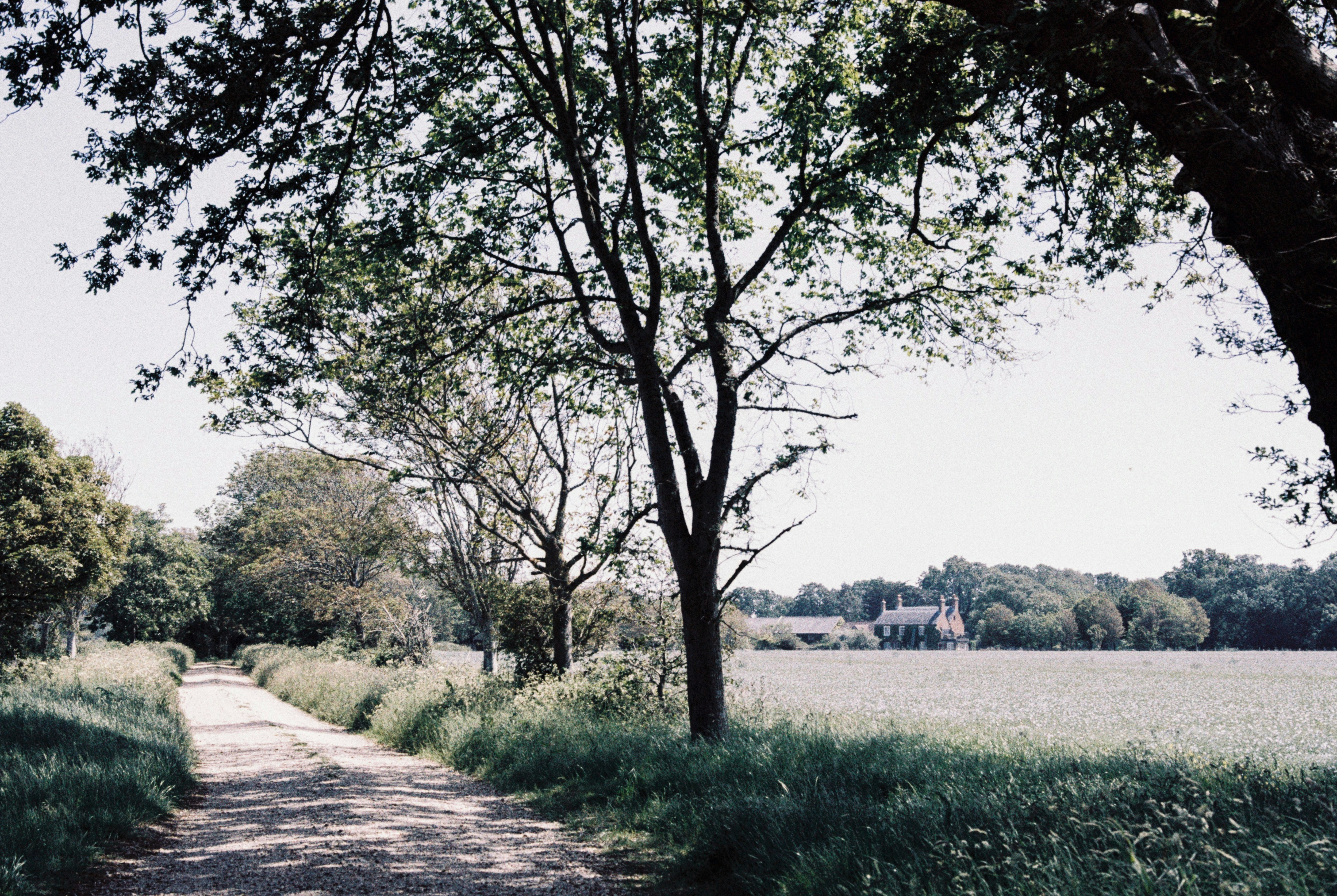 Grünes Grasfeld und Bäume tagsüber