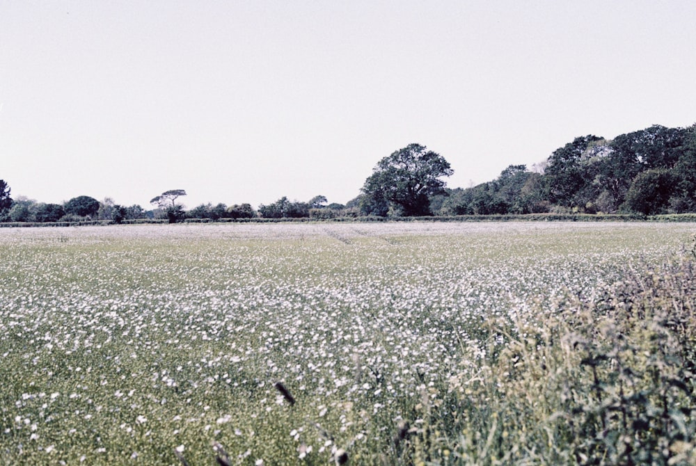 green grass field during daytime