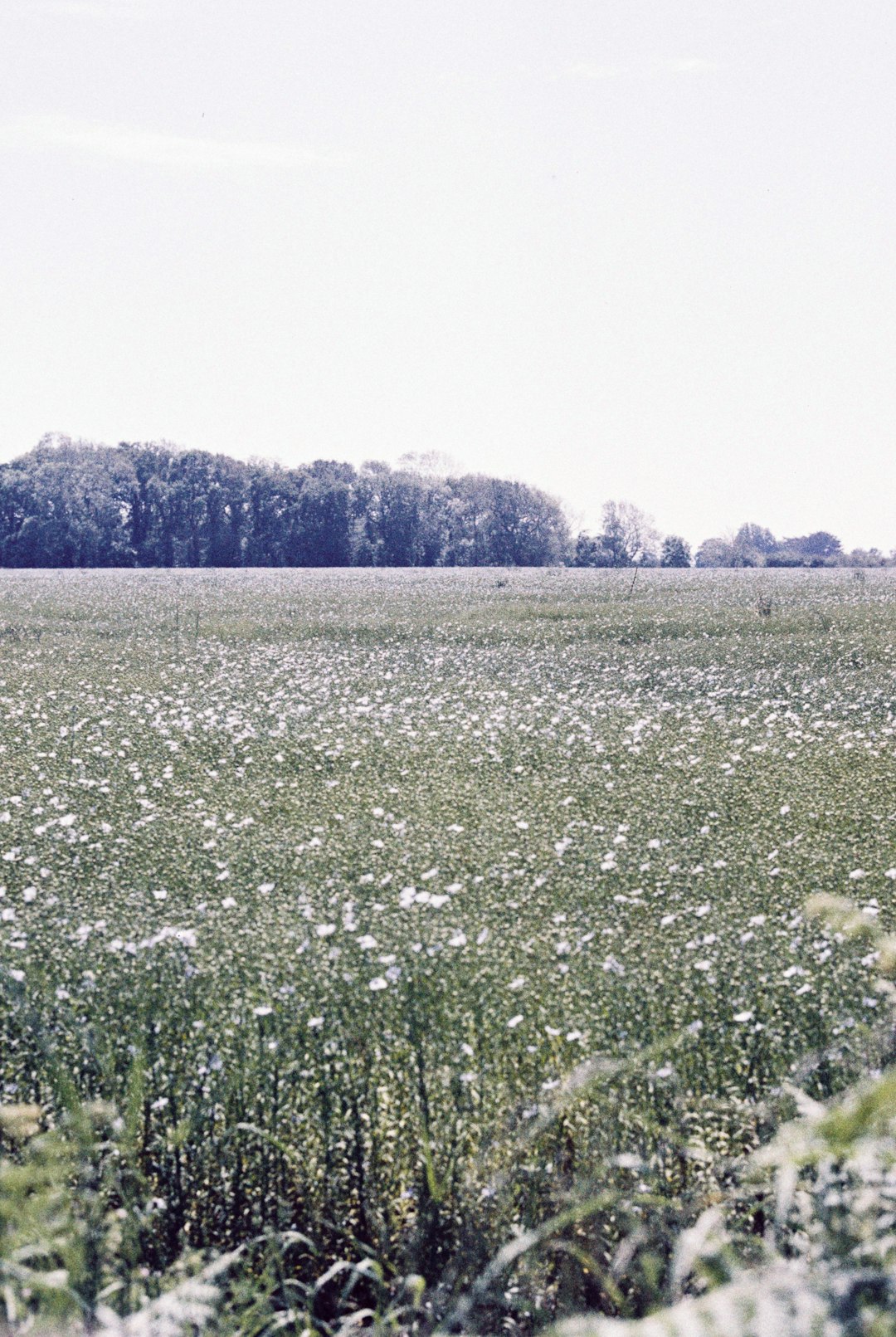 green grass field under white sky during daytime