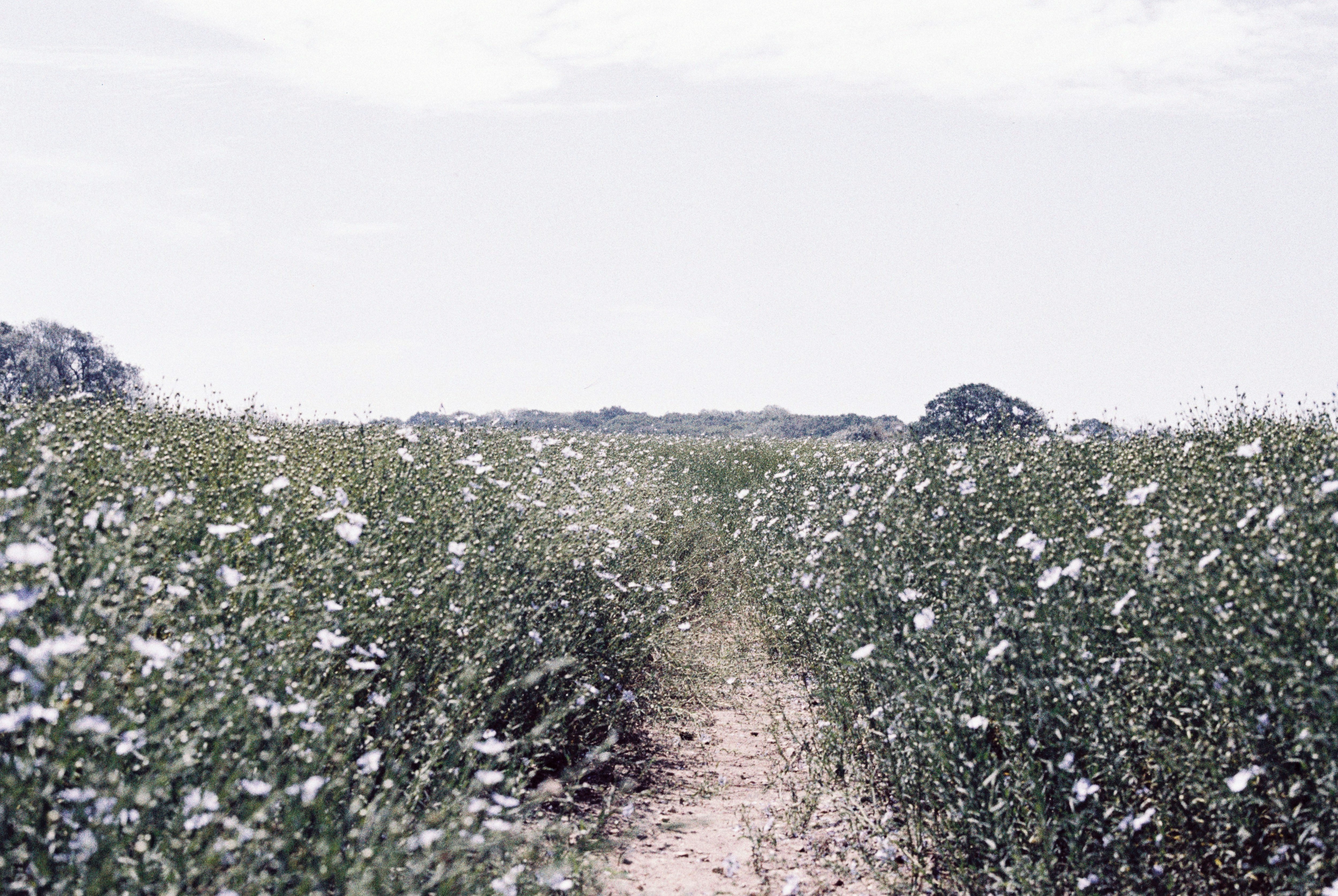 Photo by anniespratt