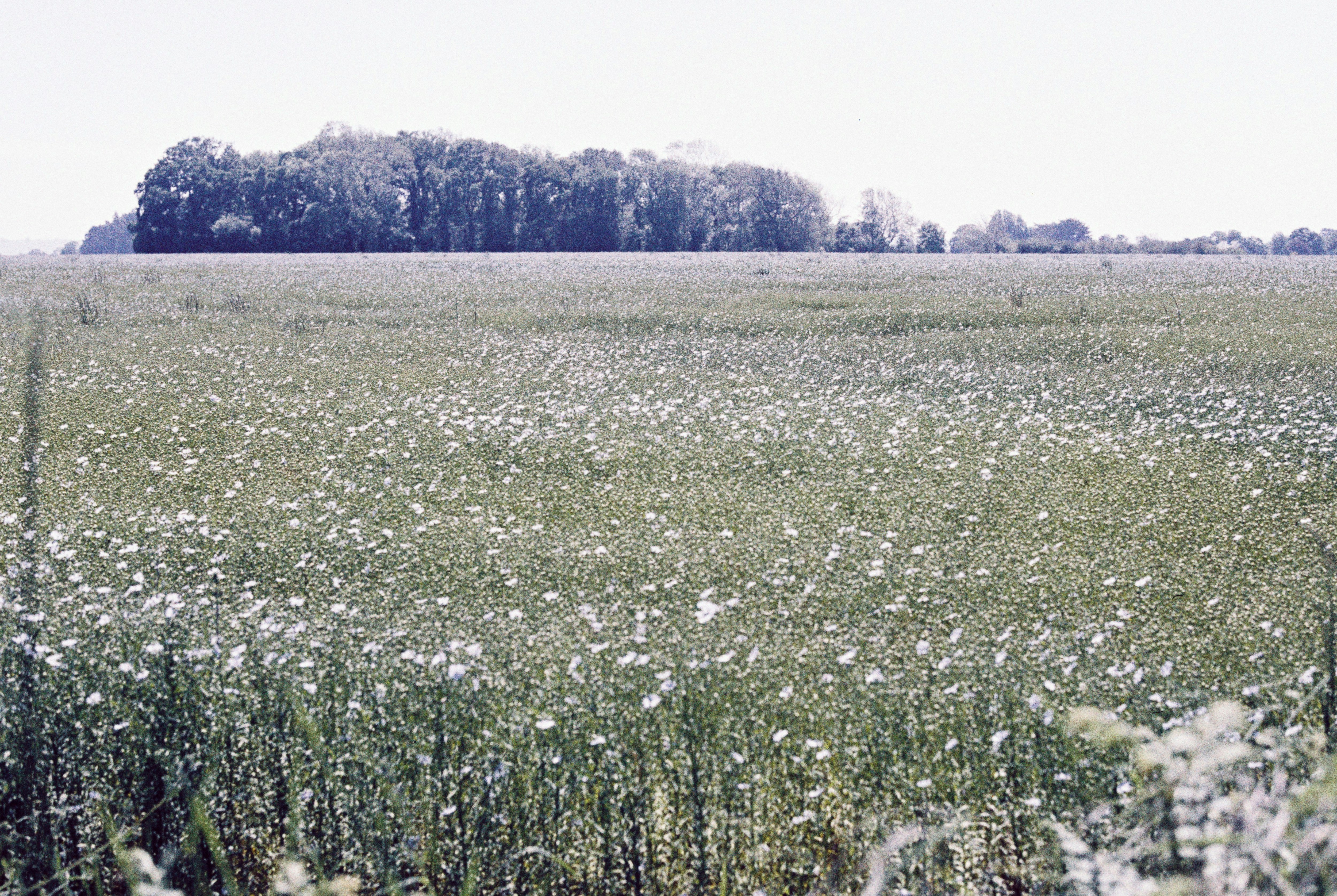 Grüner Rasenplatz tagsüber