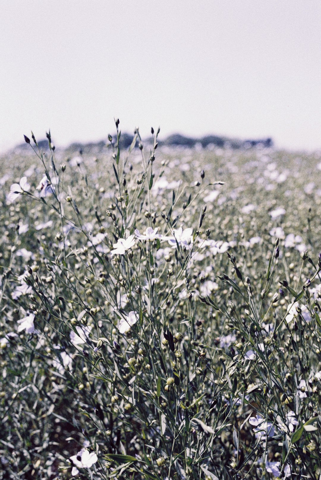 white flower field during daytime