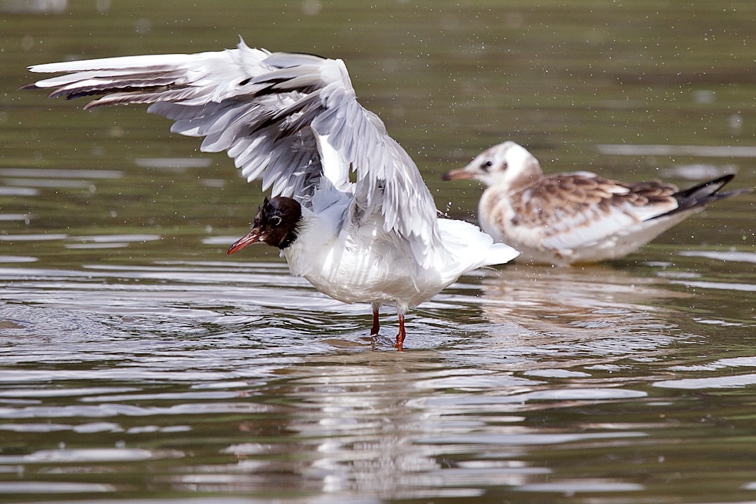 three white birds on water during daytime