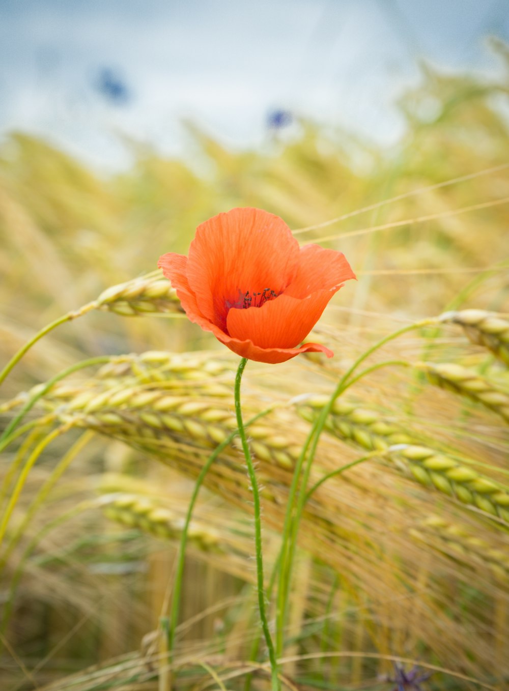 red poppy in bloom during daytime