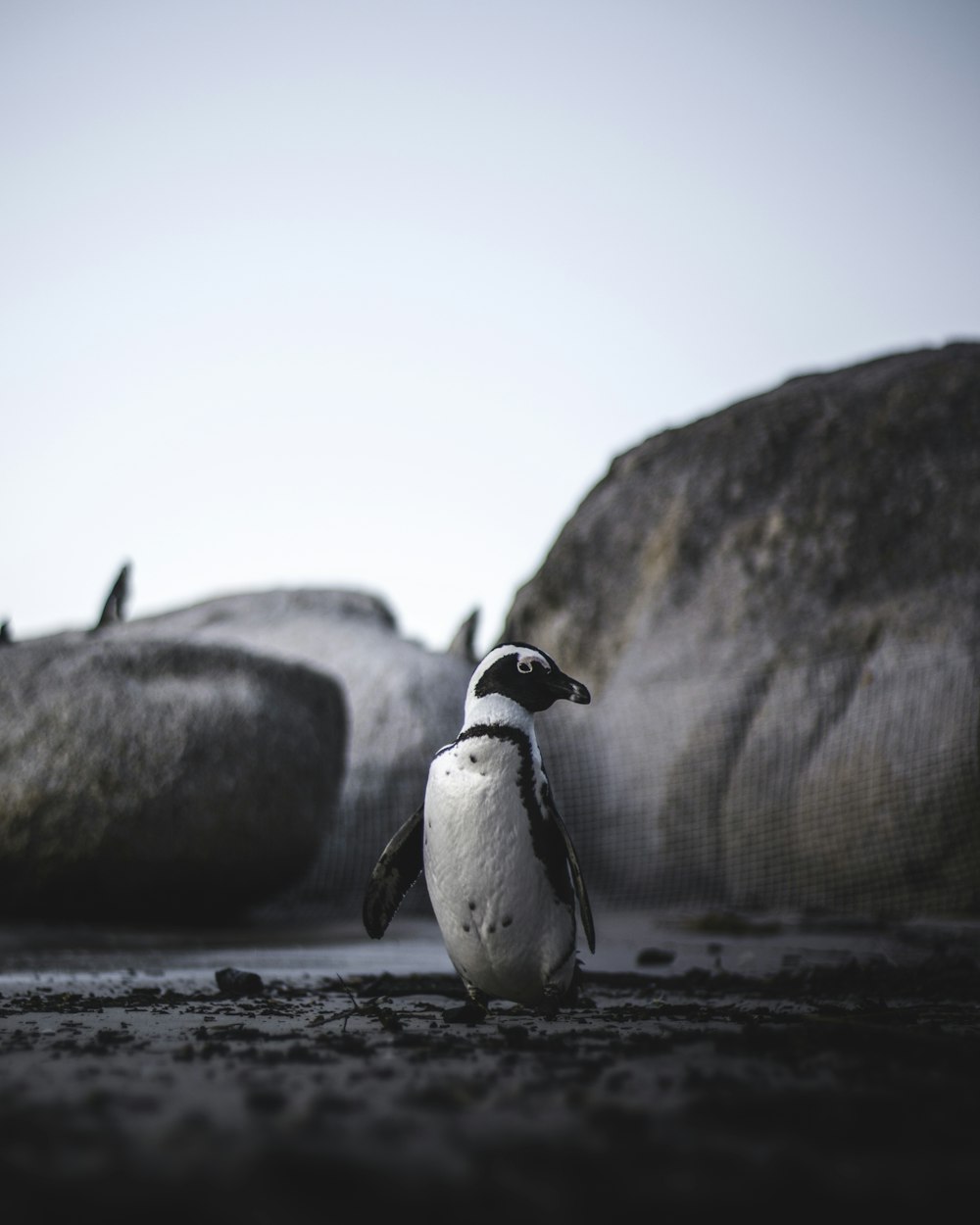 昼間の茶色の岩の上の白と黒のペンギン