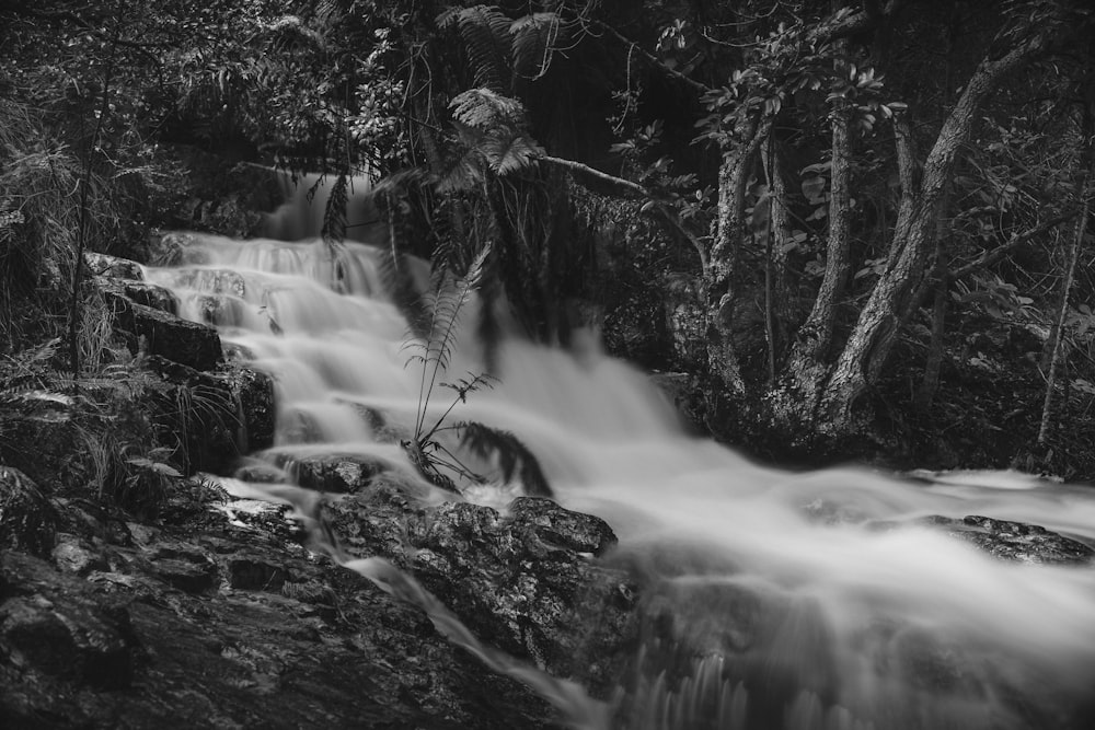 grayscale photo of river in forest