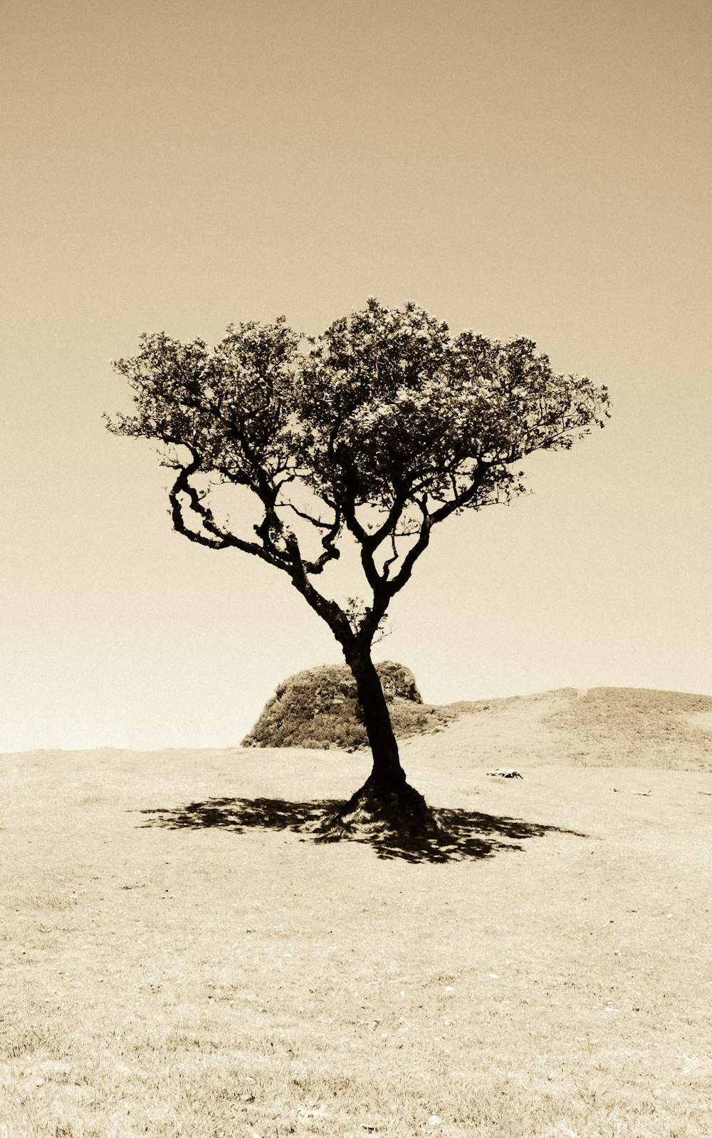 green tree on brown sand during daytime