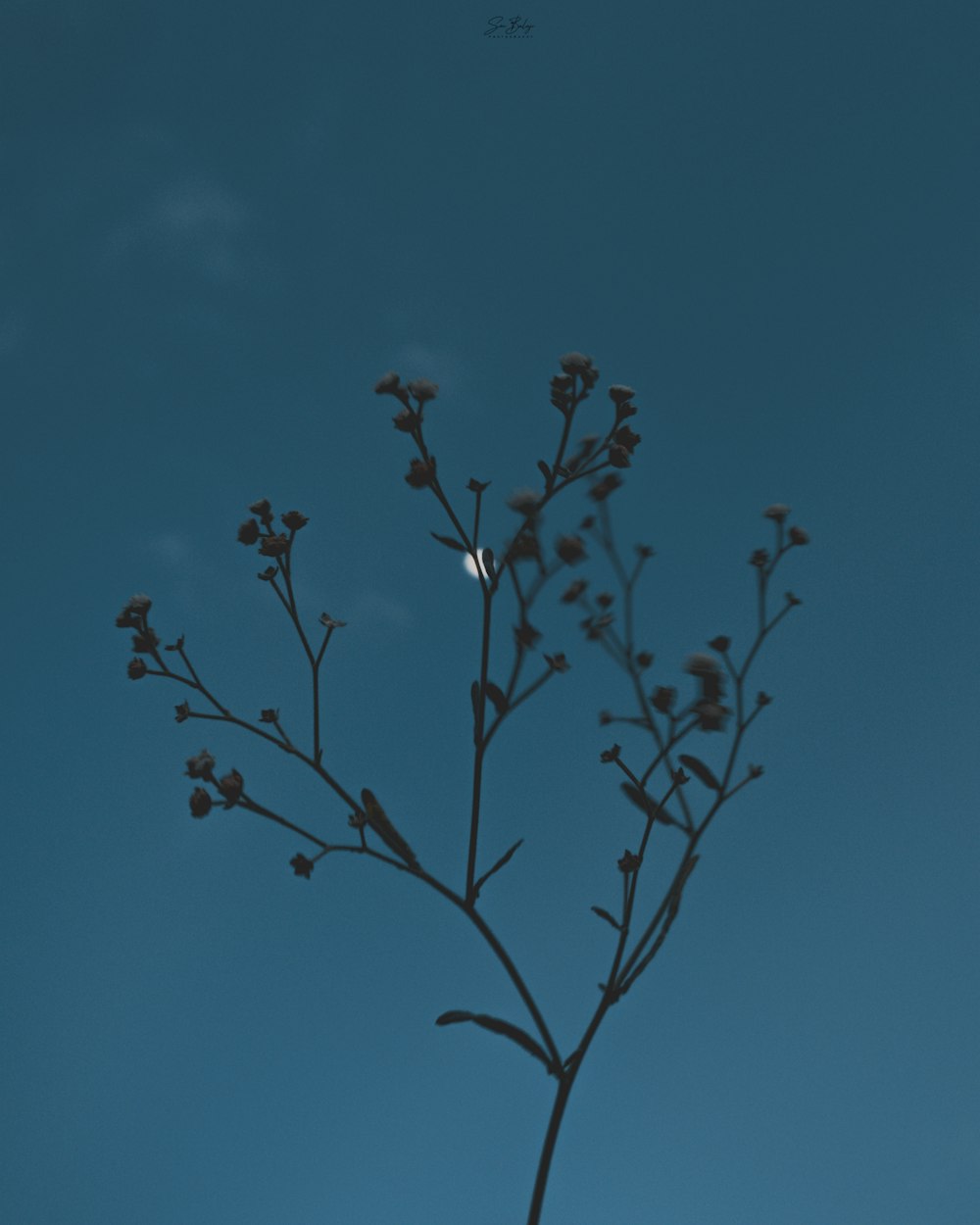 red flower buds under blue sky