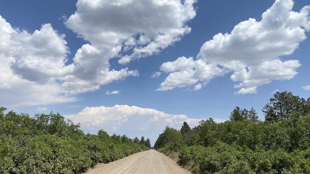 green trees under blue sky and white clouds during daytime