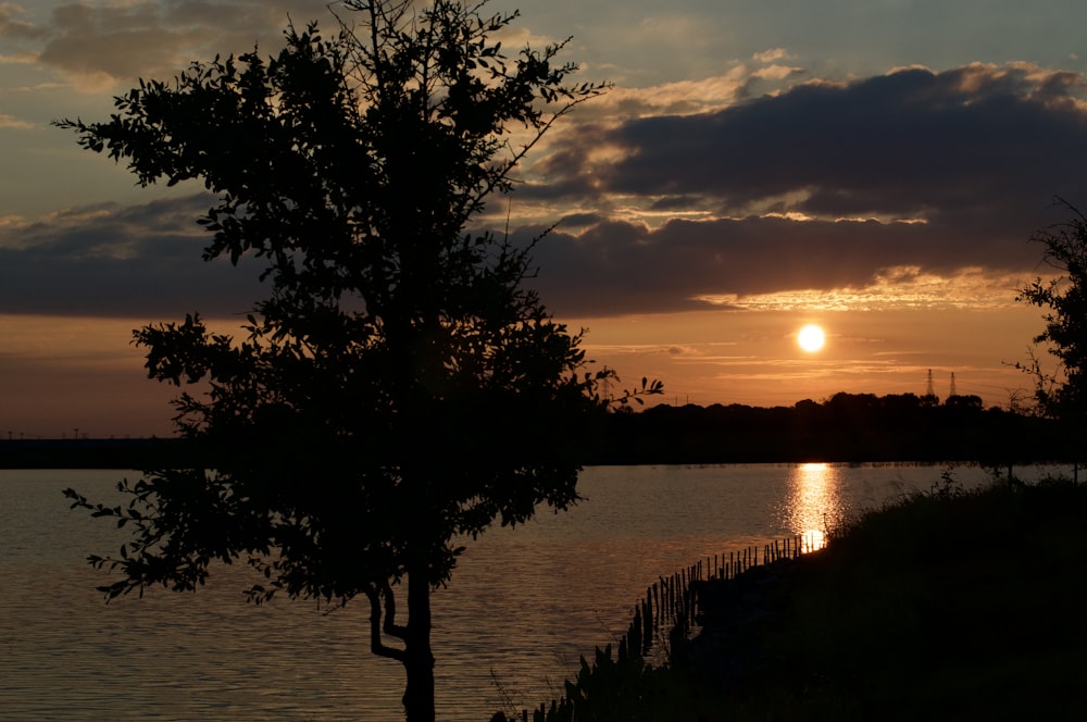 silhouette of trees near body of water during sunset