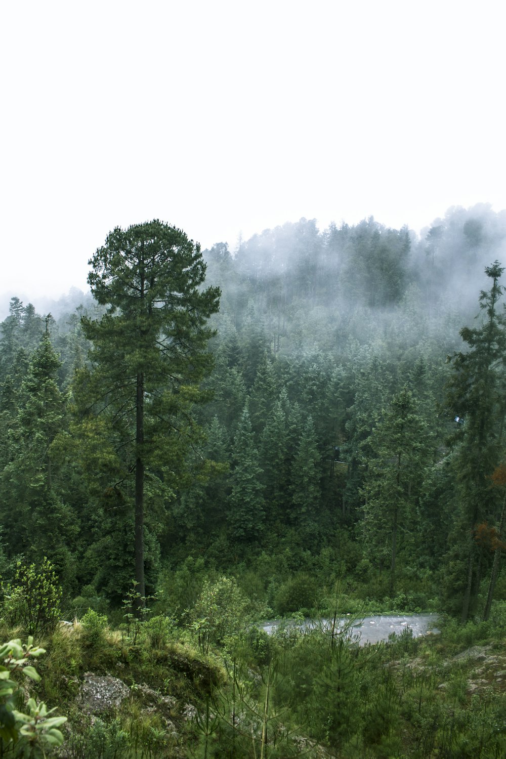 green trees near river during daytime