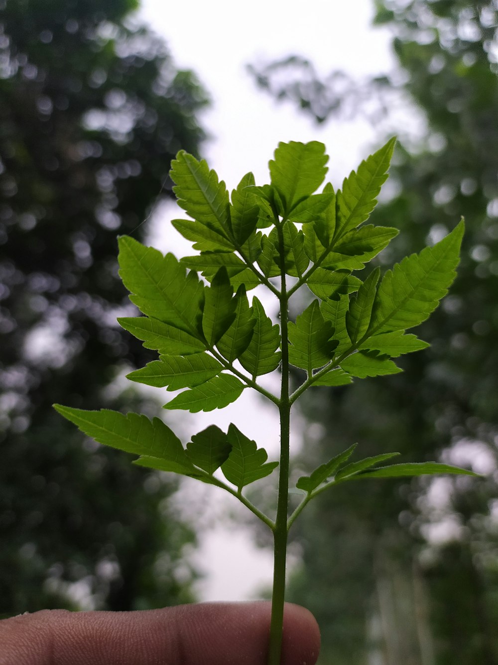 foglia verde in primo piano fotografia