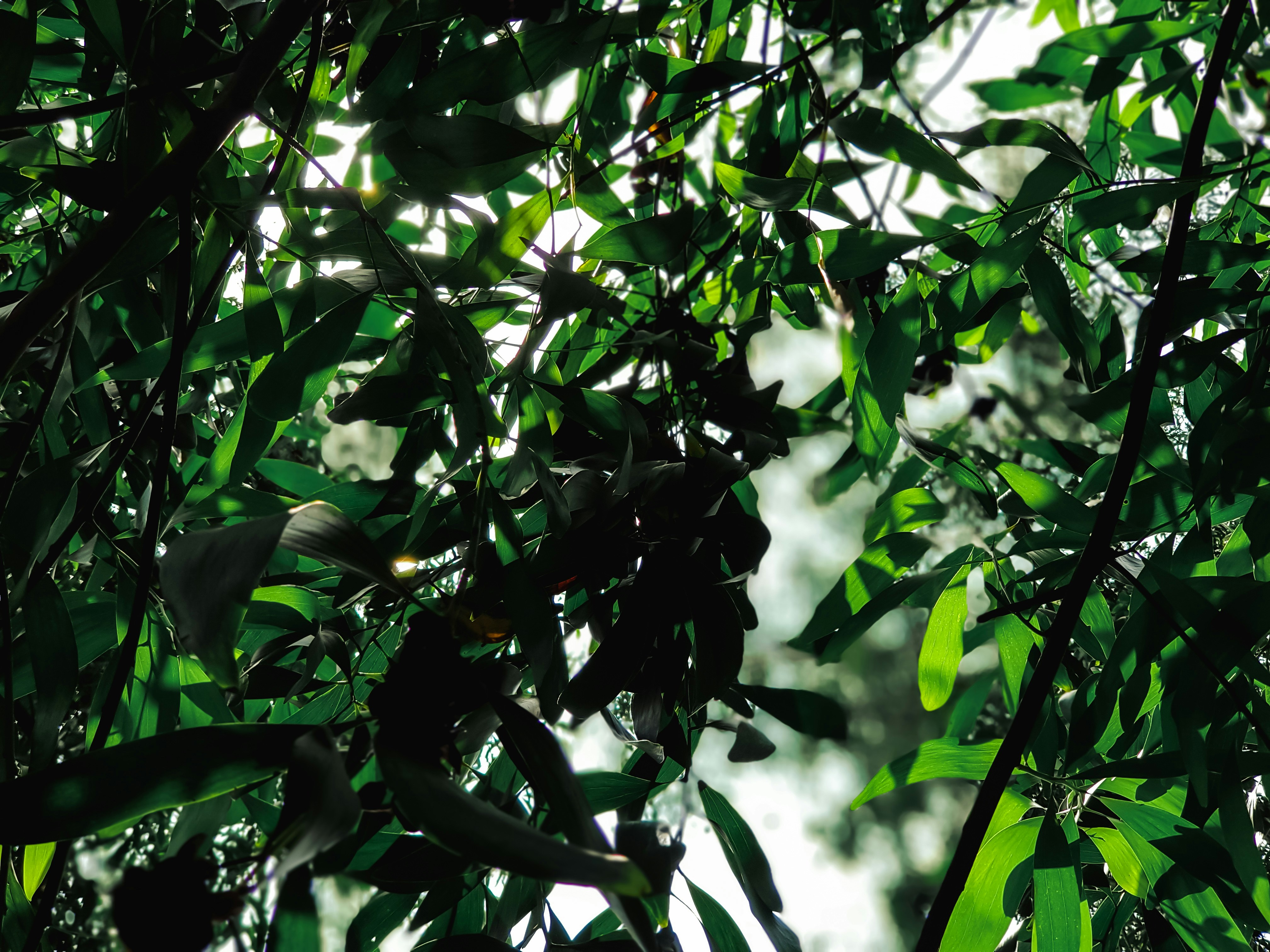 Photo by isahidul473