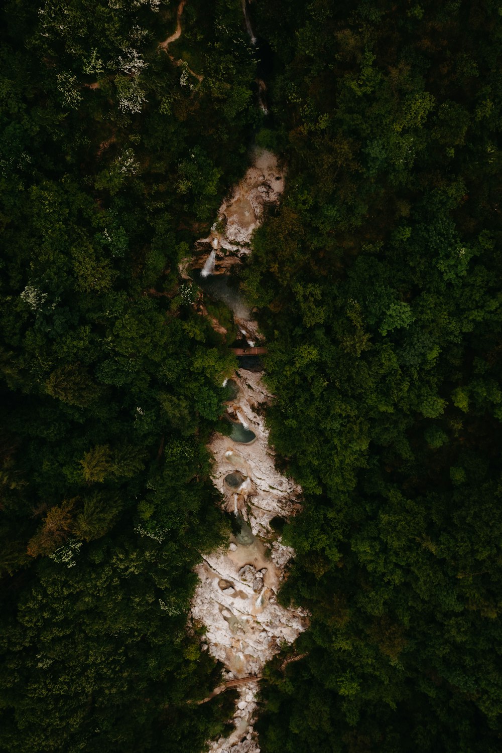 aerial view of green trees and river