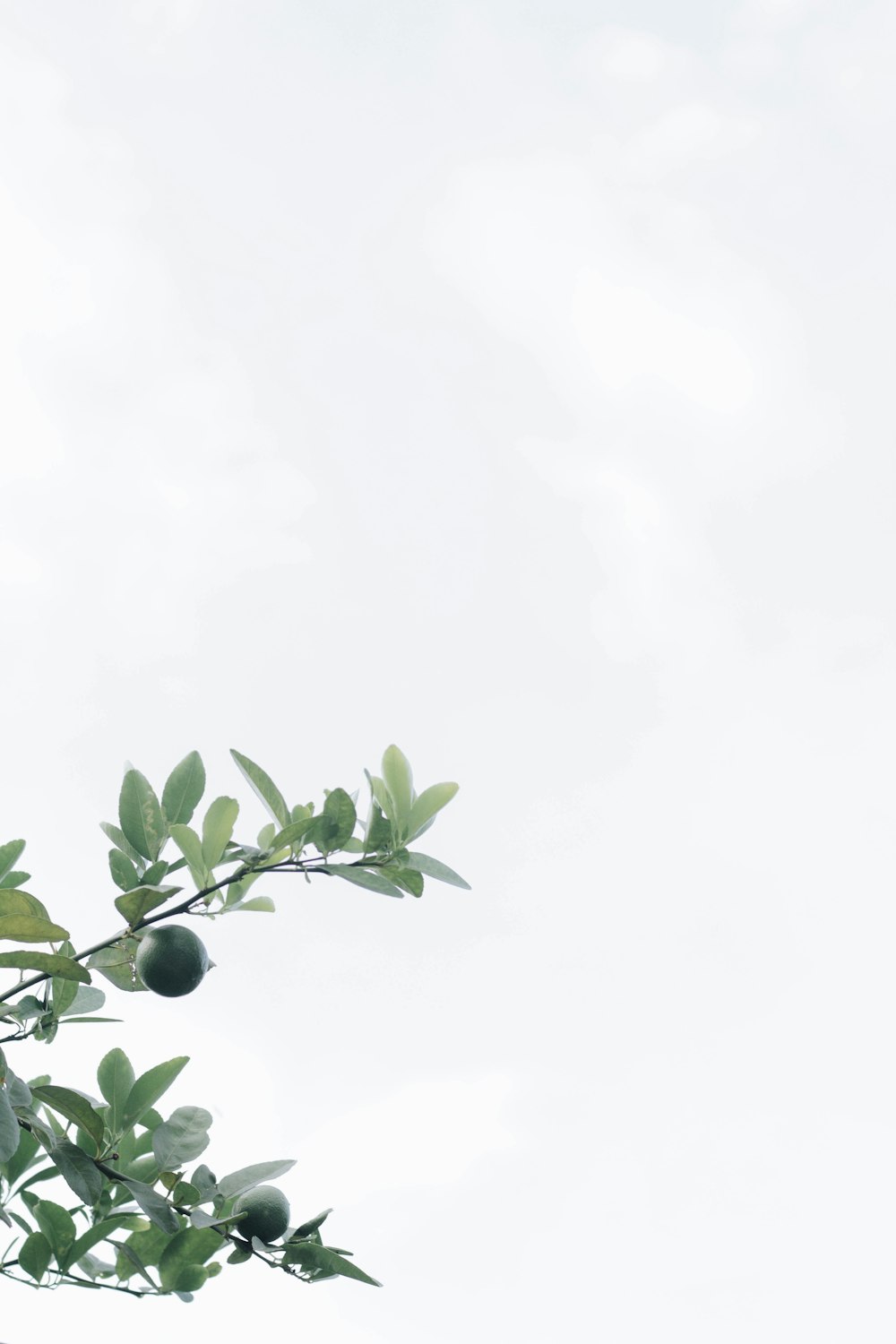 green leaves under white sky during daytime