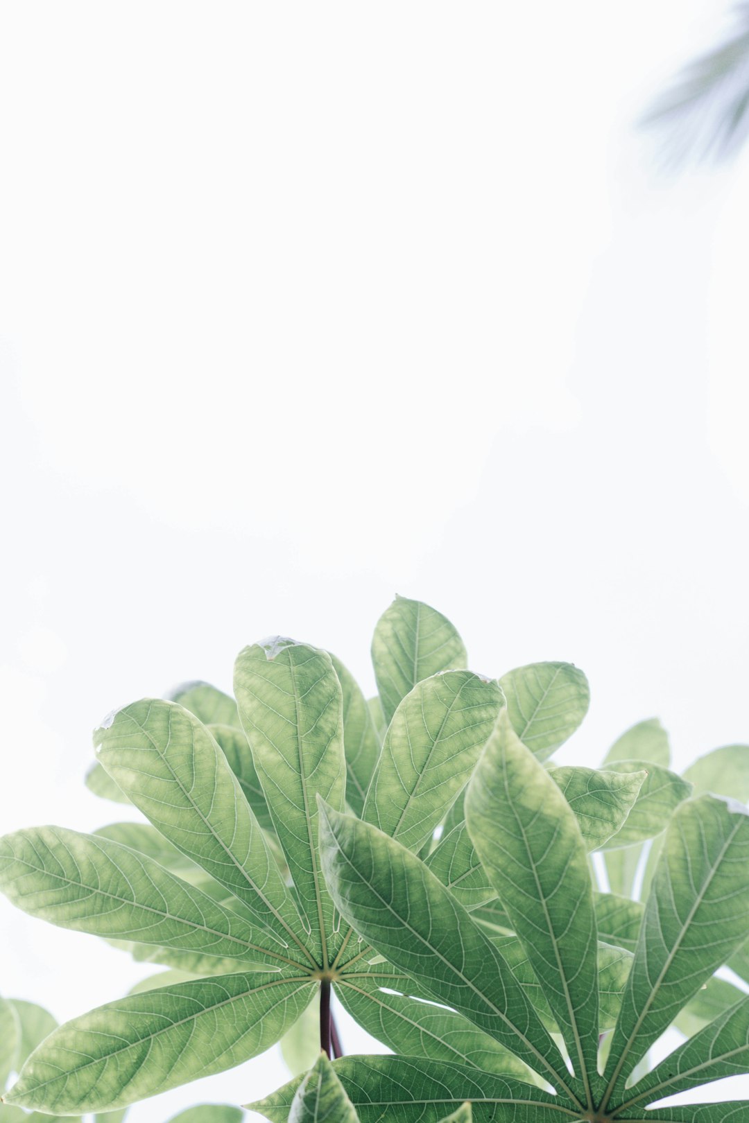 green leaves with water droplets