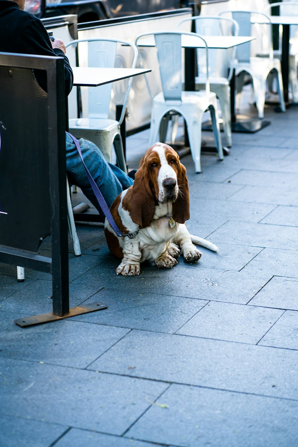 brown and white short coated dog lying on gray concrete floor during daytime