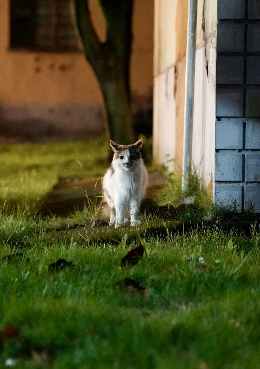 white and brown cat on green grass field