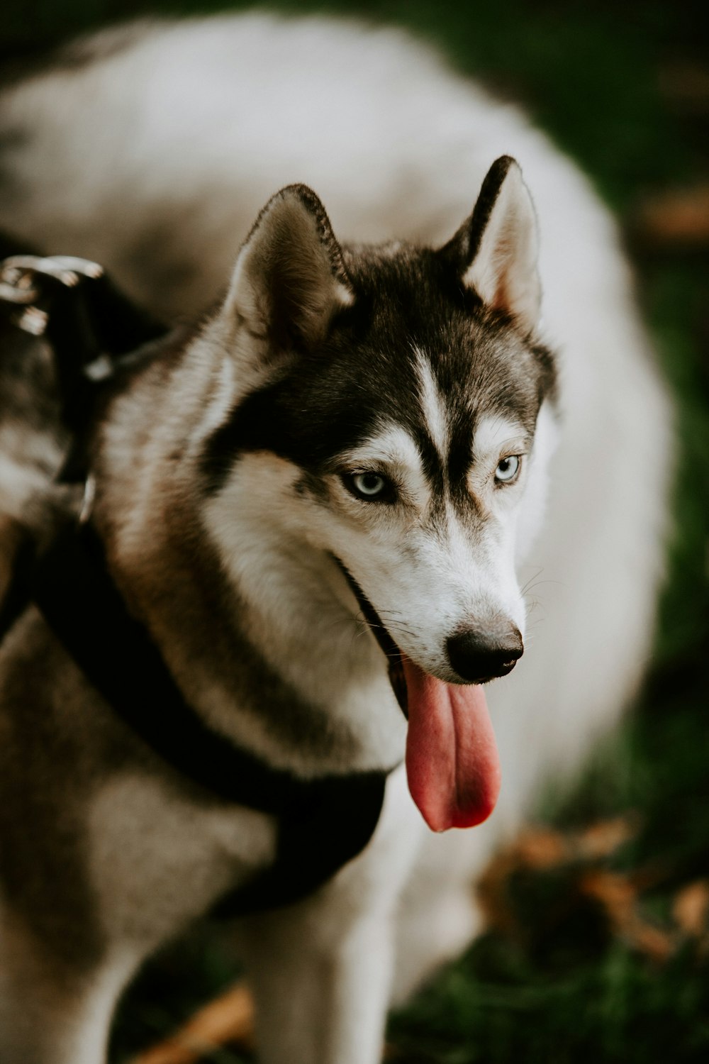 black and white siberian husky