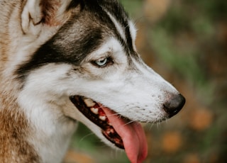 black and white siberian husky