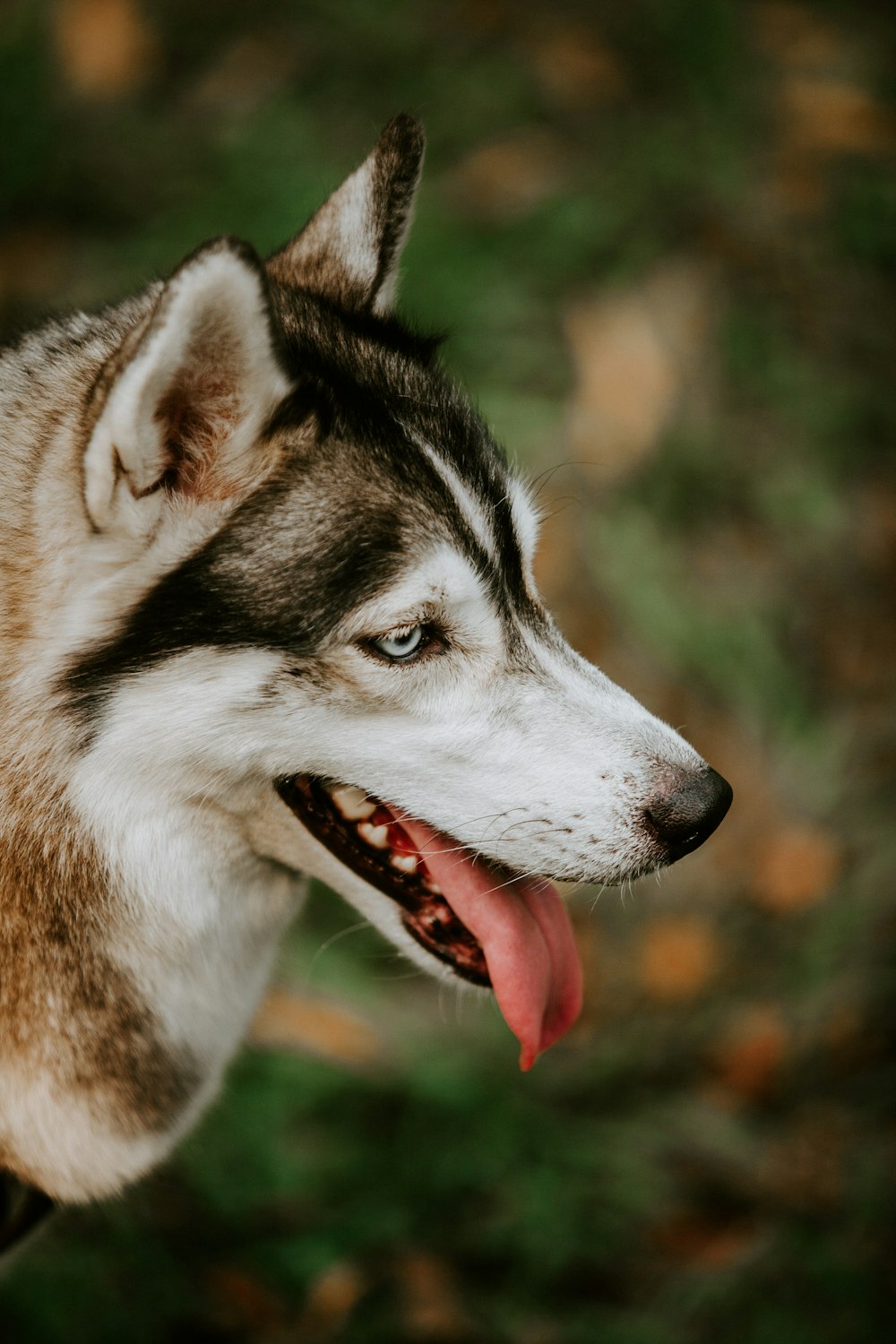 black and white siberian husky