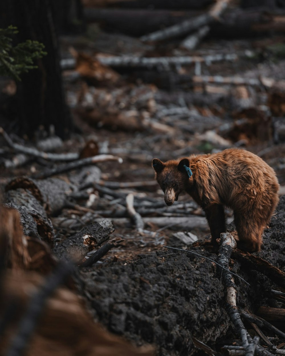 Orso bruno su tronco d'albero bruno durante il giorno