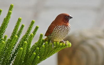 brown and white bird on green plant