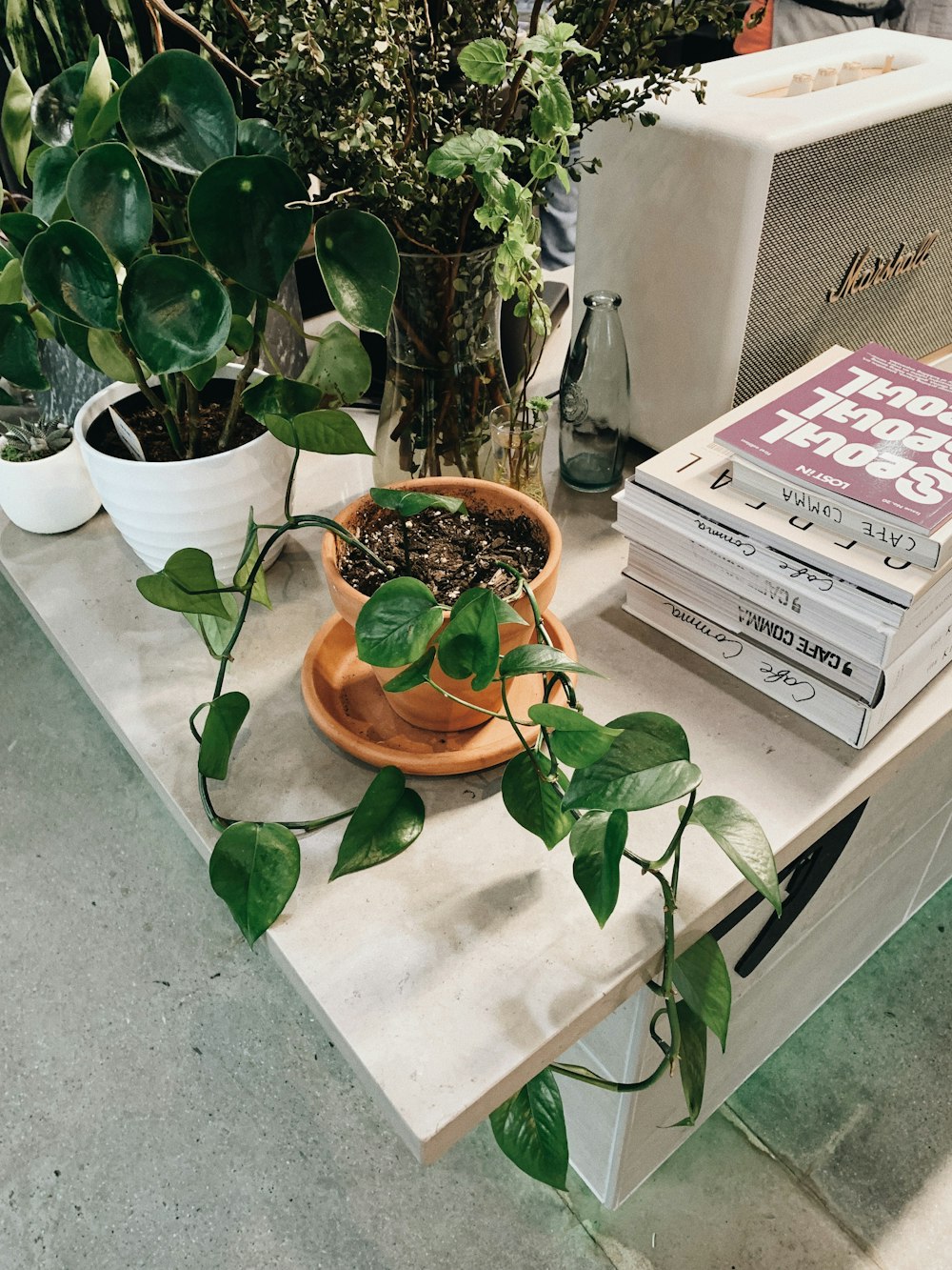 green potted plant on white table