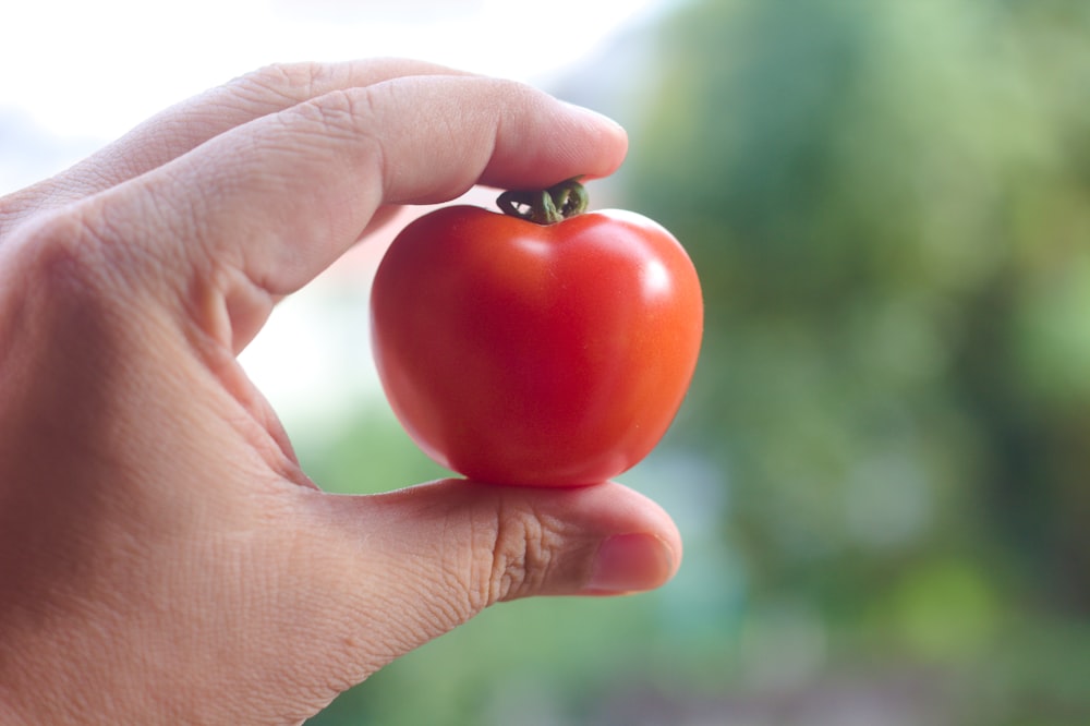 Person, die rote Tomatenfrüchte hält