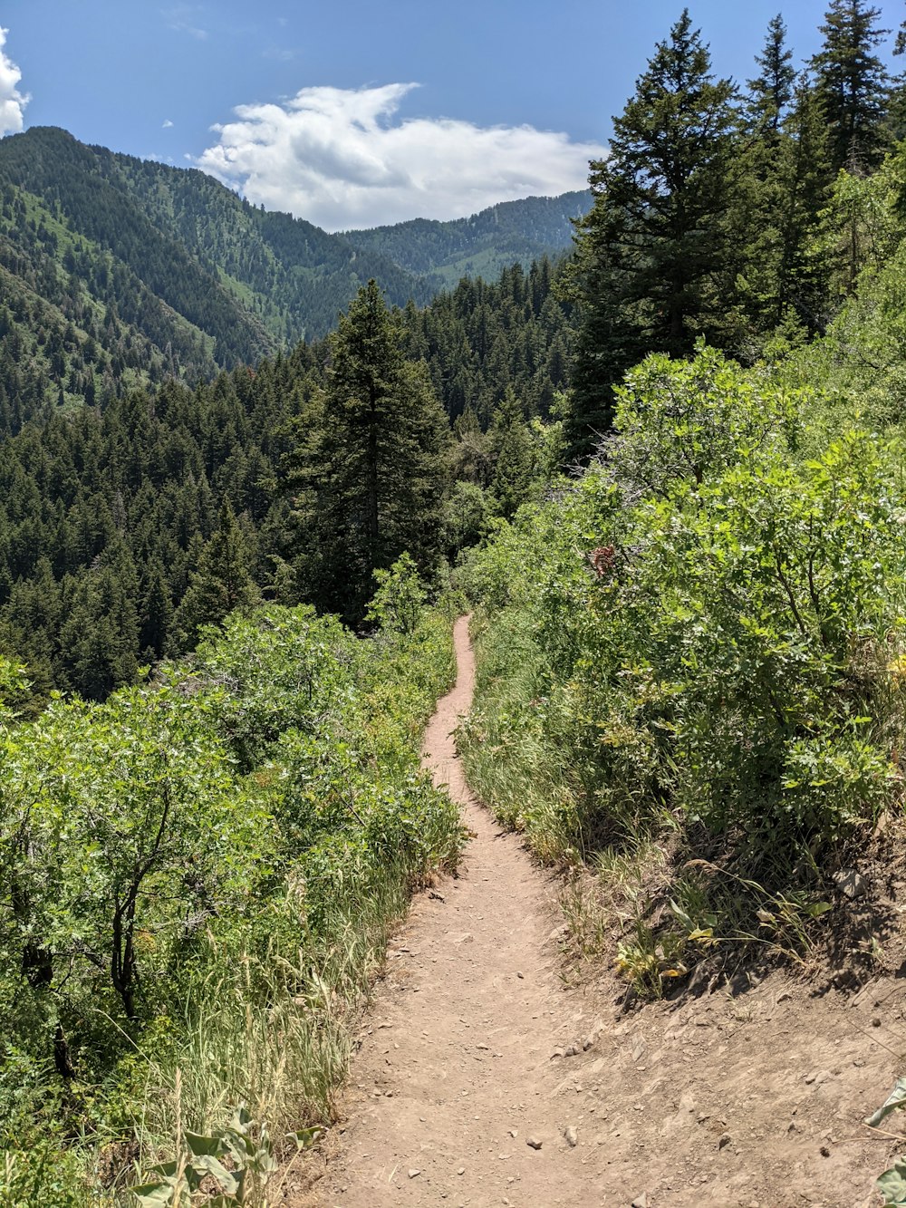 green trees on brown dirt road during daytime