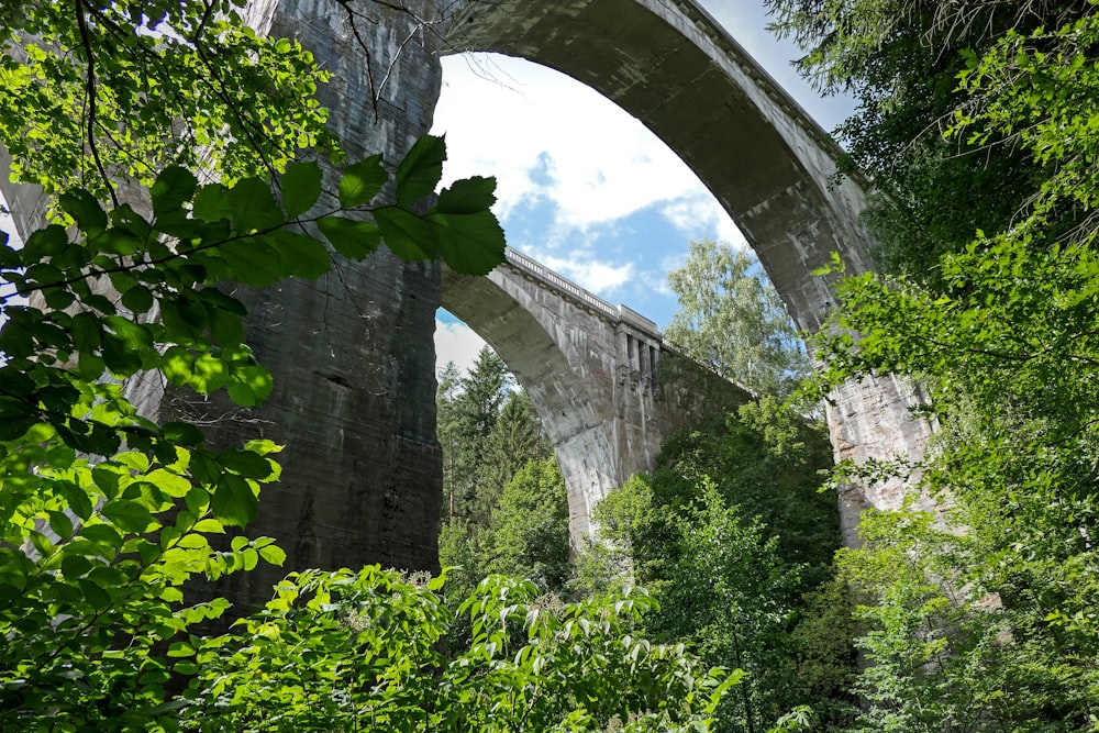 green plants under gray concrete bridge during daytime