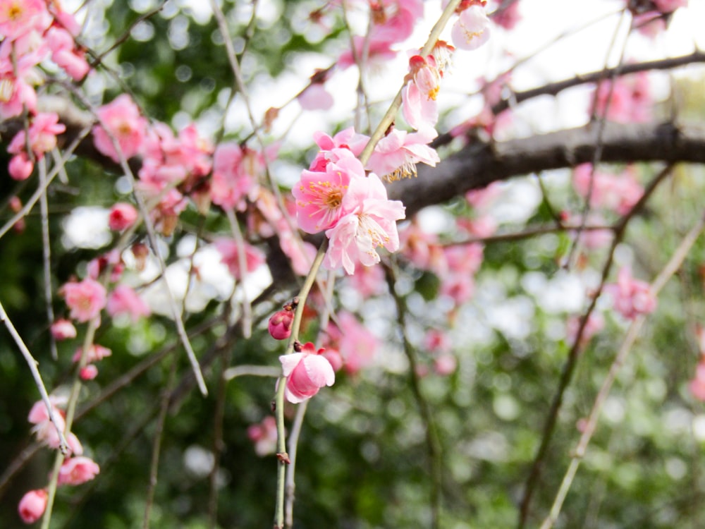 pink cherry blossom in close up photography