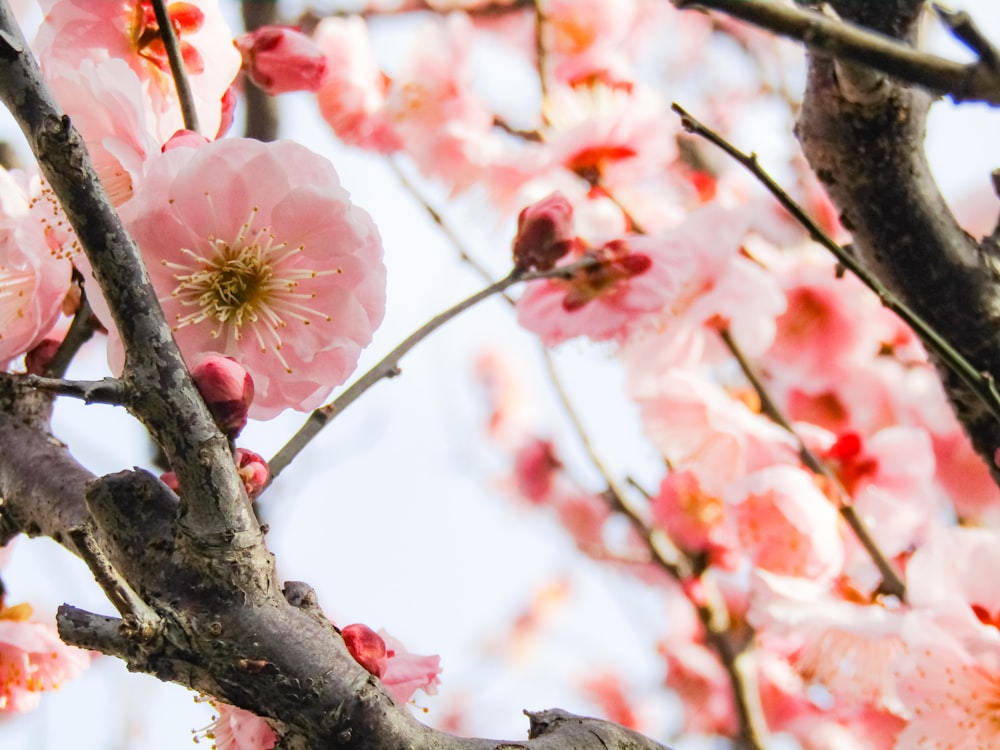 昼間のピンクの桜の木